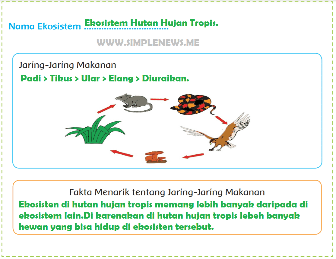 Detail Jaring Jaring Makanan Di Hutan Hujan Tropis Nomer 28