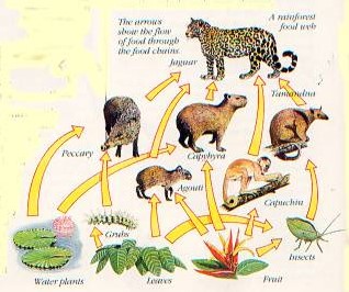 Detail Jaring Jaring Makanan Di Hutan Hujan Tropis Nomer 38