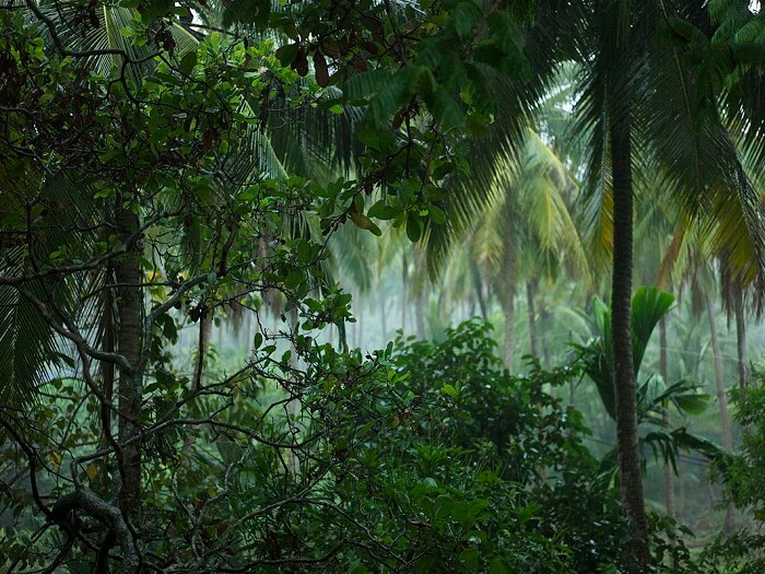 Detail Jaring Jaring Makanan Di Hutan Hujan Tropis Nomer 41