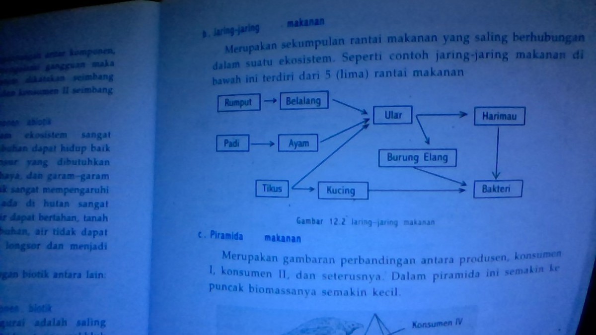 Detail Jaring Jaring Makanan Di Kolam Nomer 24