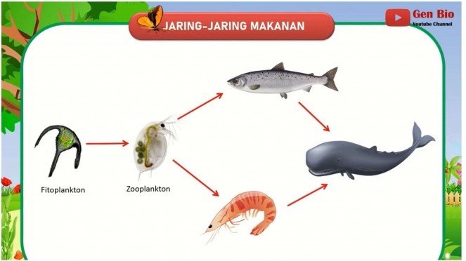 Detail Jaring Jaring Makanan Di Kolam Nomer 35