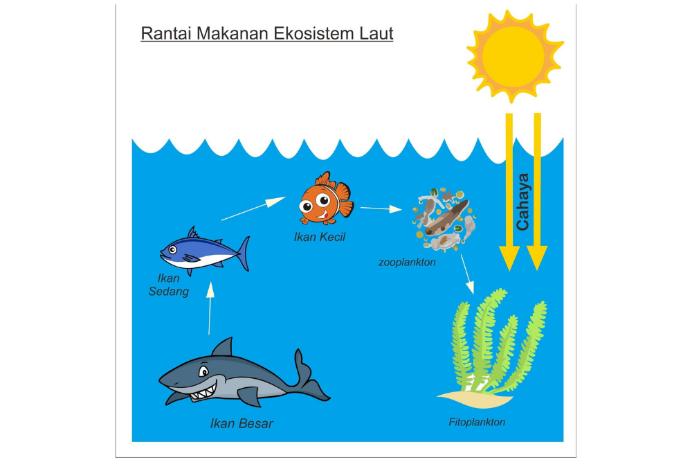 Detail Jaring Jaring Makanan Ekosistem Laut Nomer 3