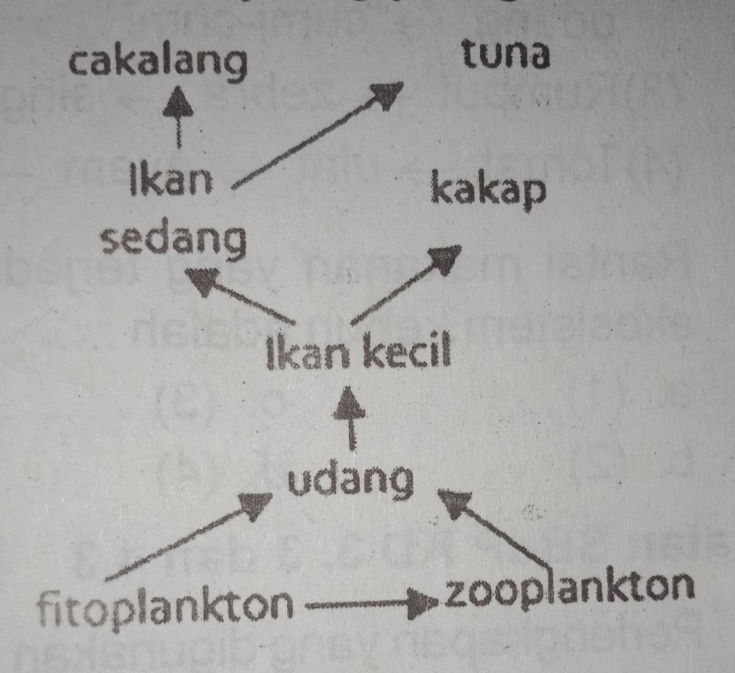 Detail Jaring Jaring Makanan Ekosistem Laut Nomer 30