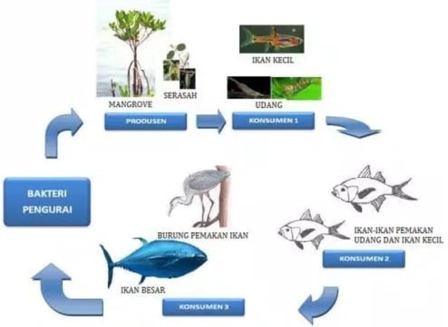 Detail Jaring Jaring Makanan Ekosistem Laut Nomer 4