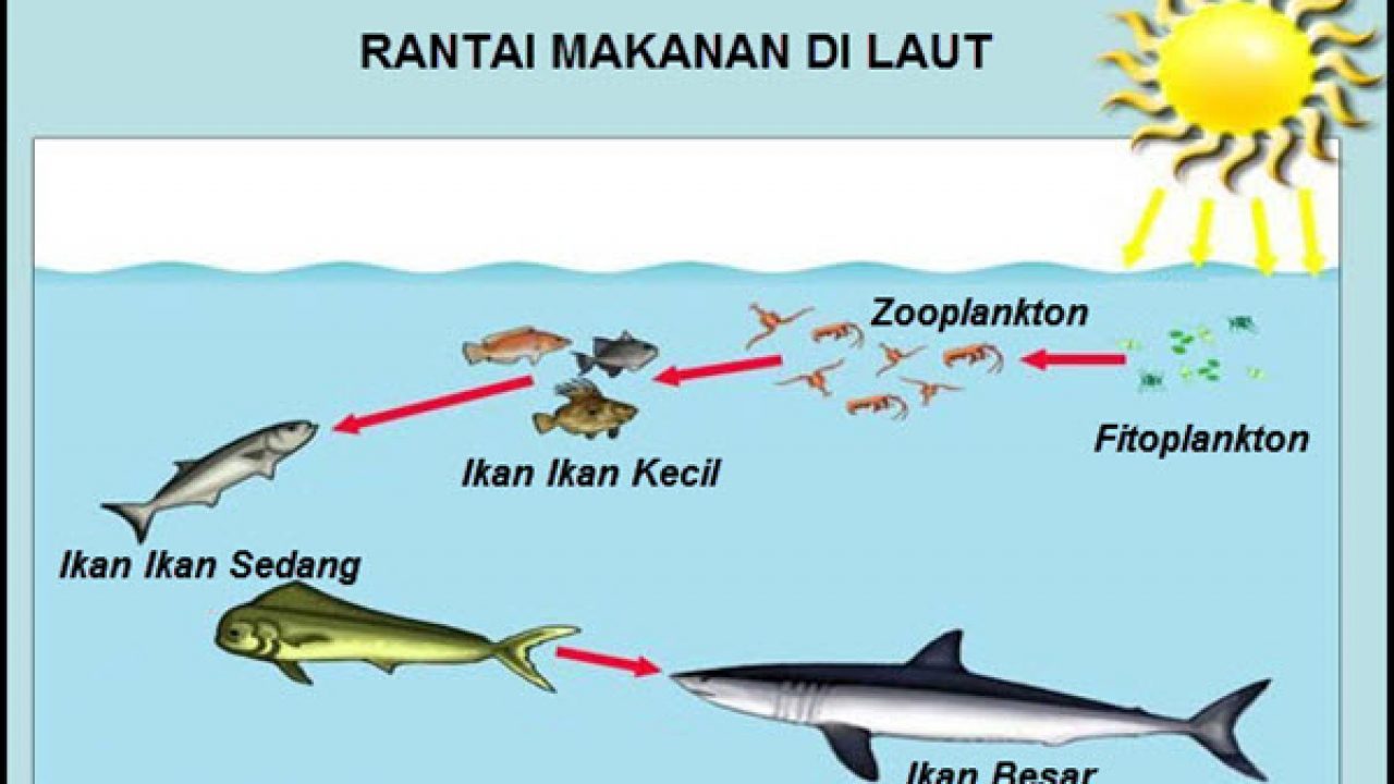 Detail Jaring Jaring Makanan Ekosistem Laut Nomer 5