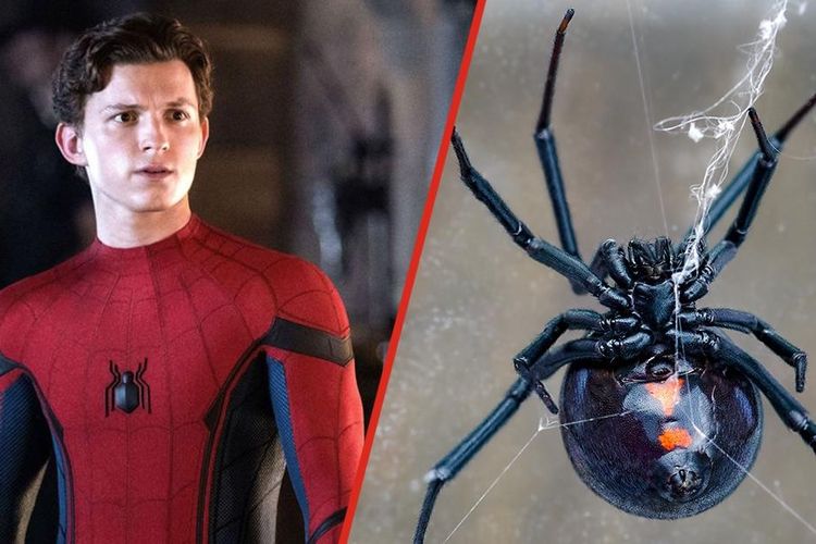 Detail Jaring Laba Laba Spider Man Nomer 19