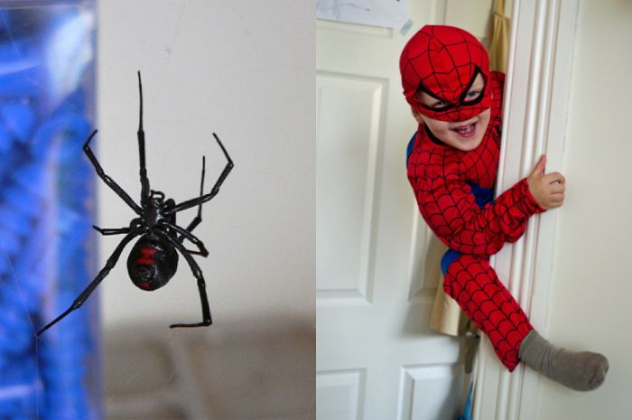 Detail Jaring Laba Laba Spider Man Nomer 29