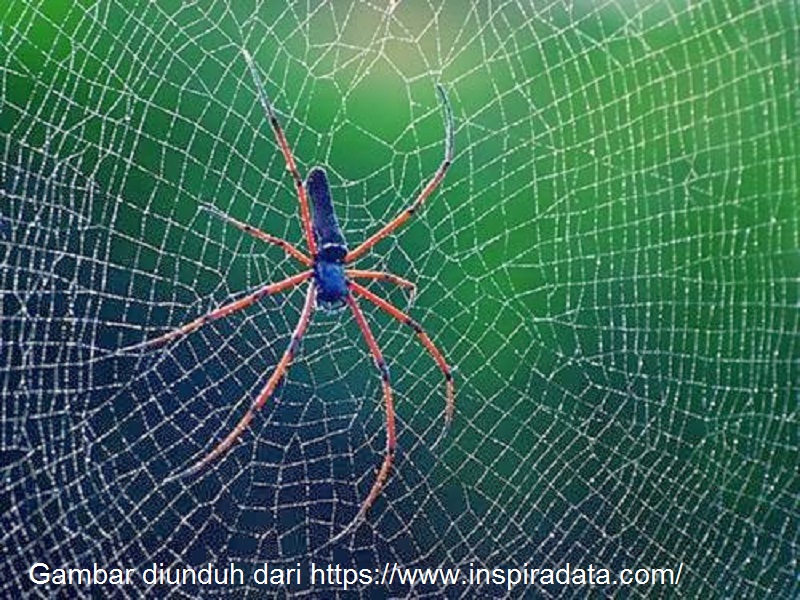Detail Jaring Laba Laba Spider Man Nomer 33