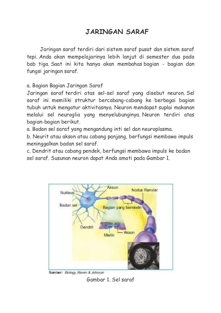 Detail Jaringan Sel Saraf Nomer 39