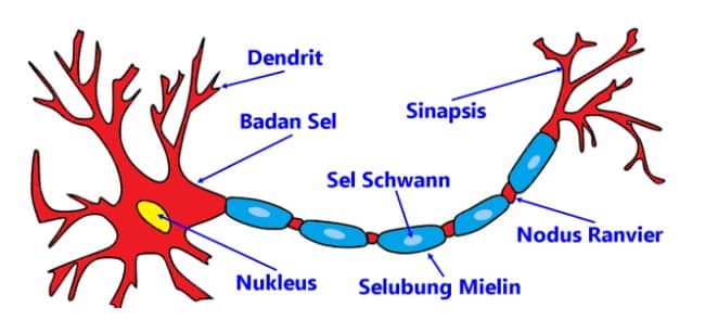 Detail Jaringan Sel Saraf Nomer 7