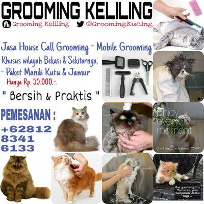 Detail Jasa Grooming Kucing Ke Rumah Nomer 2