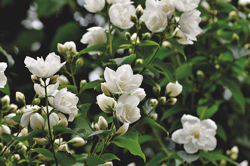 Detail Jasmine Flower Wallpaper Nomer 20