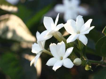 Detail Jasmine Flower Wallpaper Nomer 24