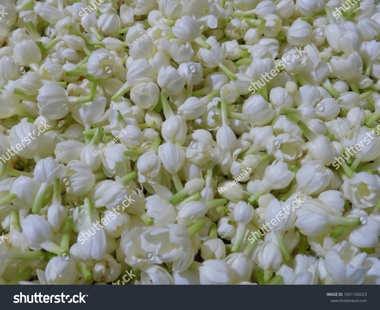 Detail Jasmine Flower Wallpaper Nomer 25