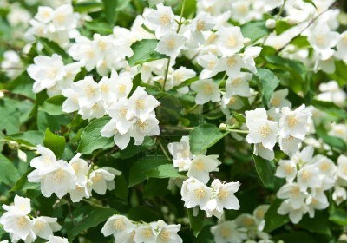 Detail Jasmine Flower Wallpaper Nomer 35