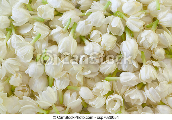 Detail Jasmine Flower Wallpaper Nomer 38