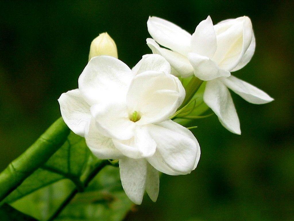 Detail Jasmine Flower Wallpaper Nomer 8