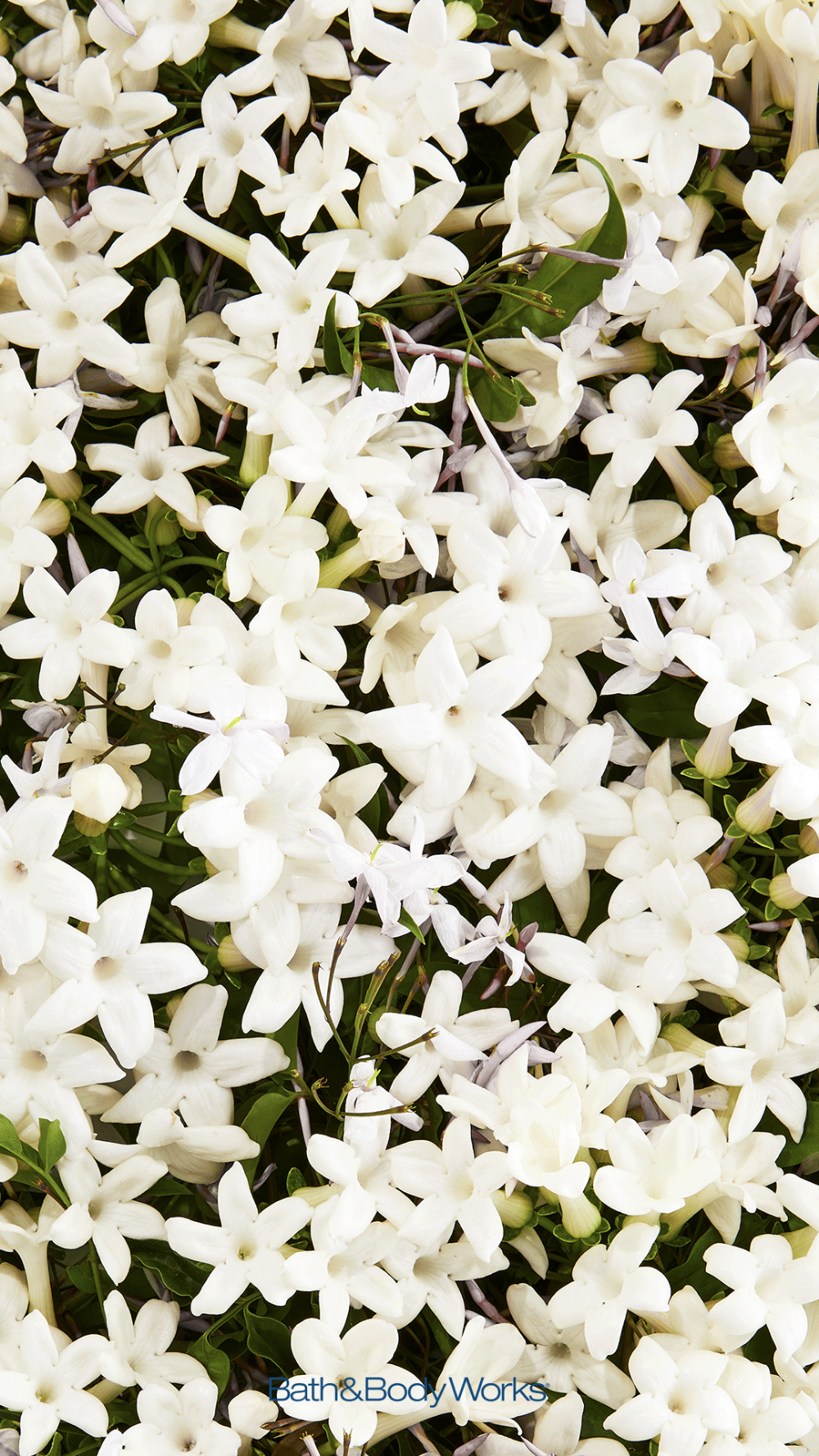 Detail Jasmine Flower Wallpaper Nomer 9