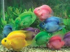 Detail Jelly Bean Parrot Fish Nomer 41