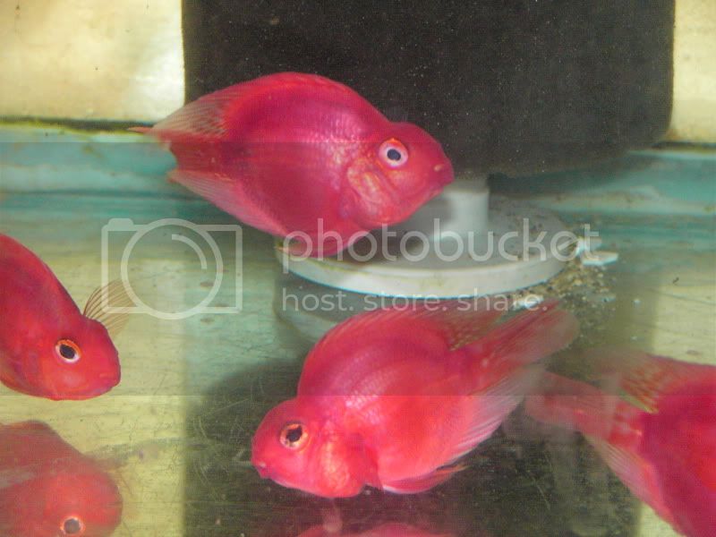 Detail Jelly Bean Parrot Fish Nomer 44