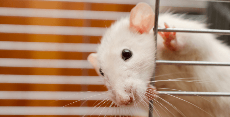 Download Jelly Belly Pet Rat Original Nomer 32