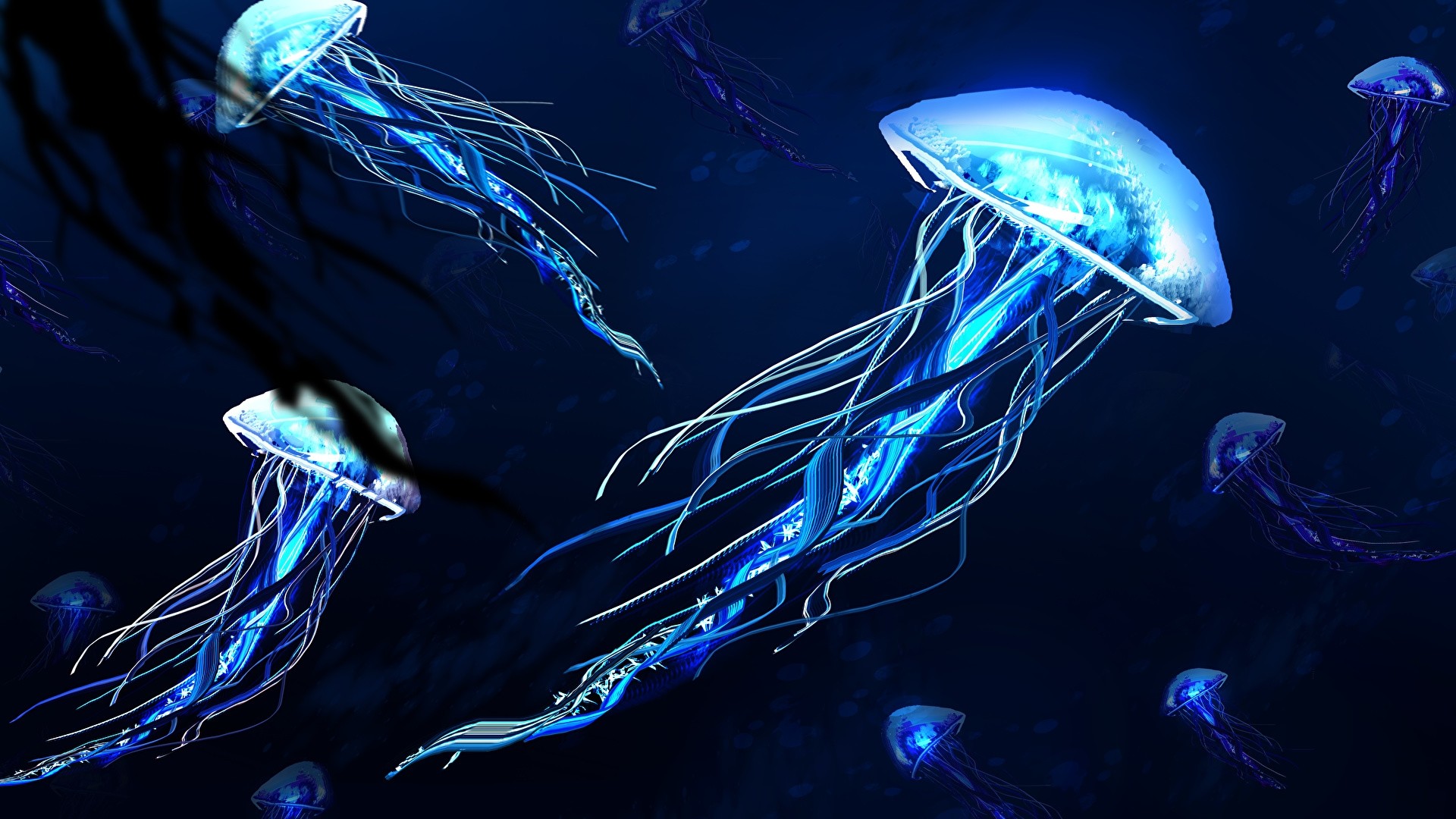 Detail Jellyfish Backgrounds Nomer 11