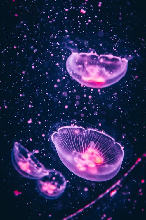 Detail Jellyfish Backgrounds Nomer 12