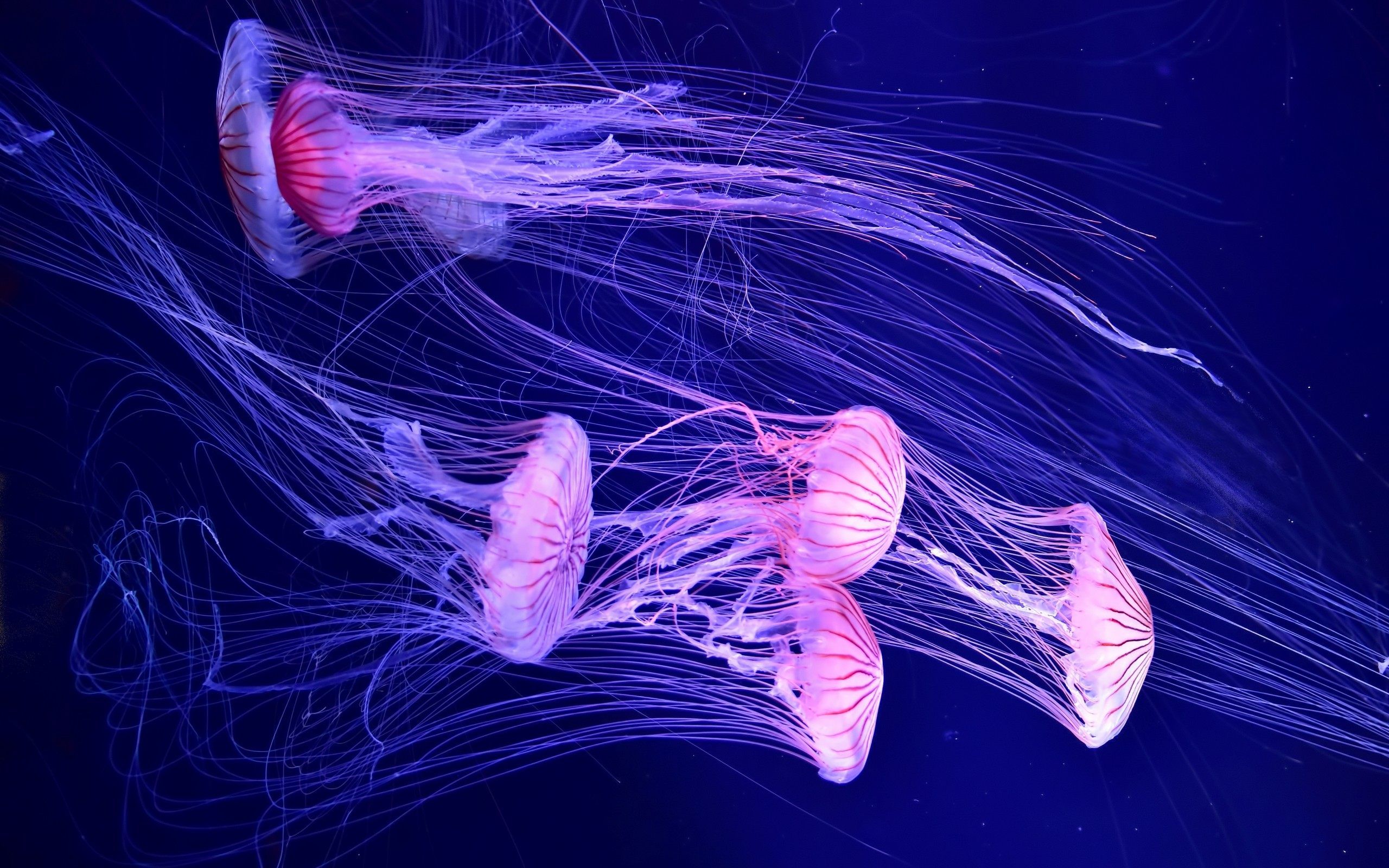Detail Jellyfish Backgrounds Nomer 14
