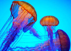 Detail Jellyfish Backgrounds Nomer 16