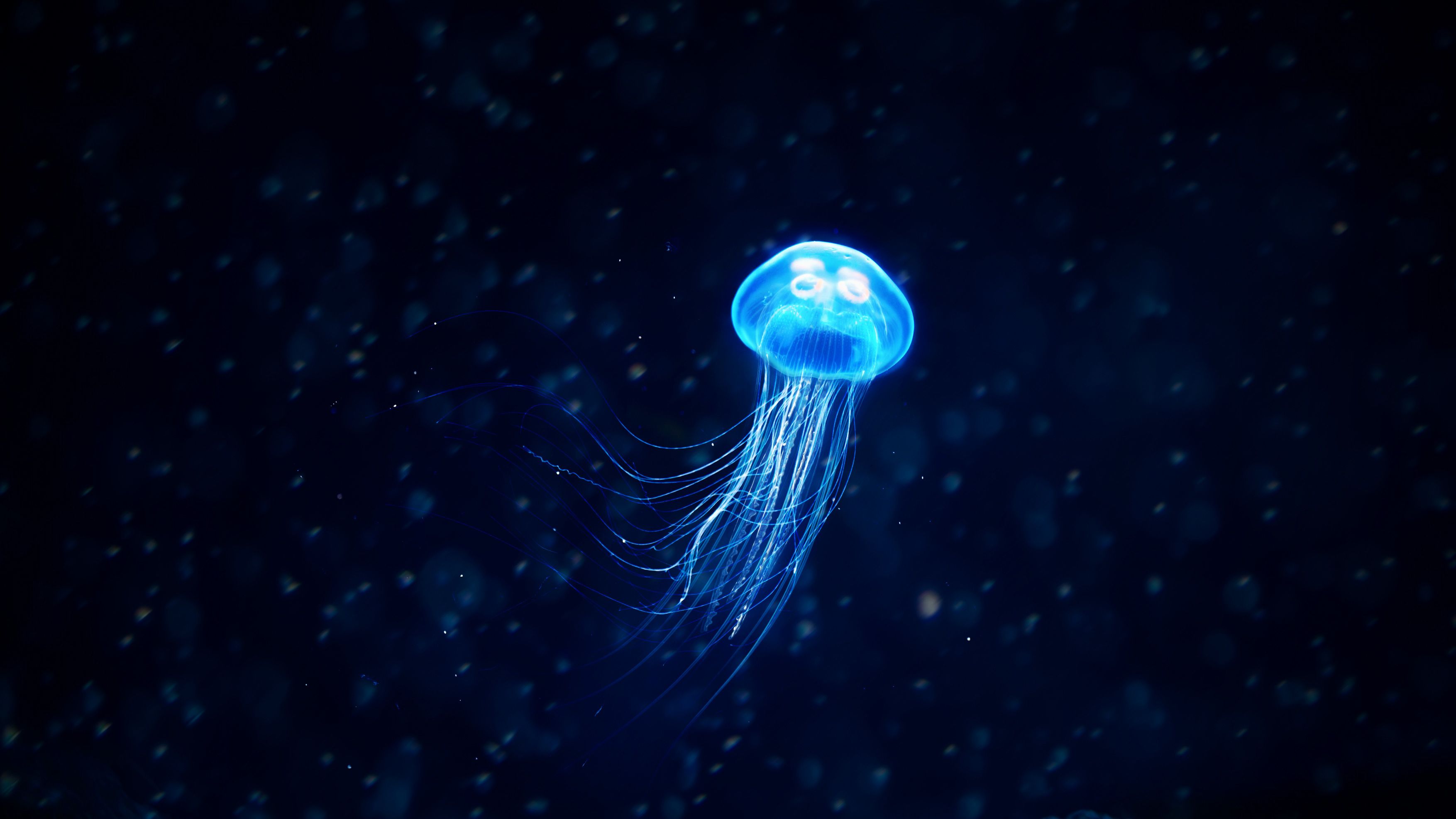 Detail Jellyfish Backgrounds Nomer 17