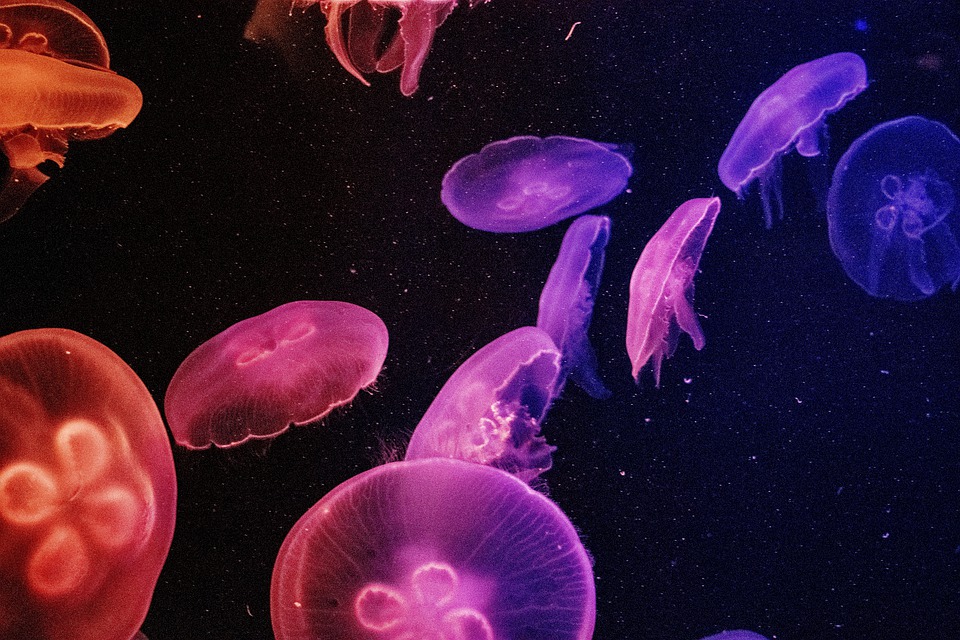 Detail Jellyfish Backgrounds Nomer 18