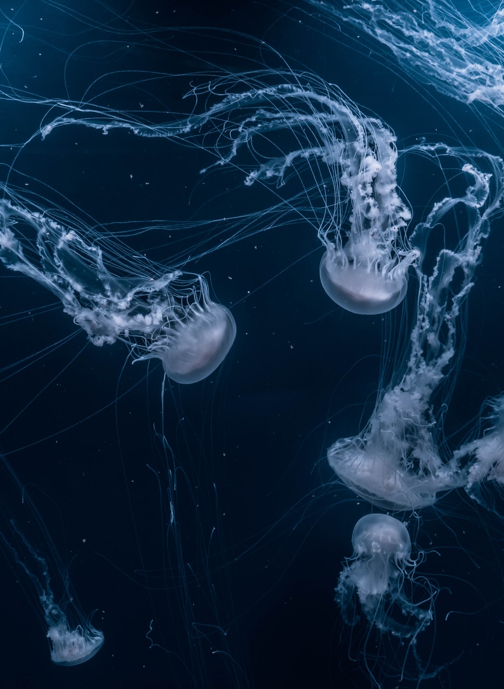 Detail Jellyfish Backgrounds Nomer 19