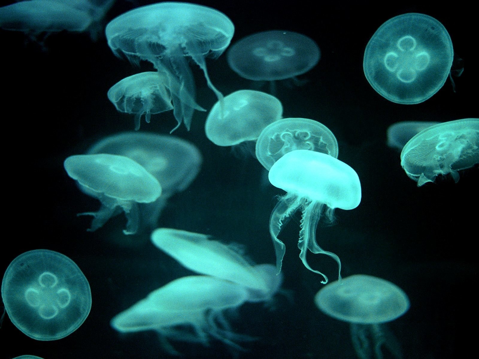 Detail Jellyfish Backgrounds Nomer 3