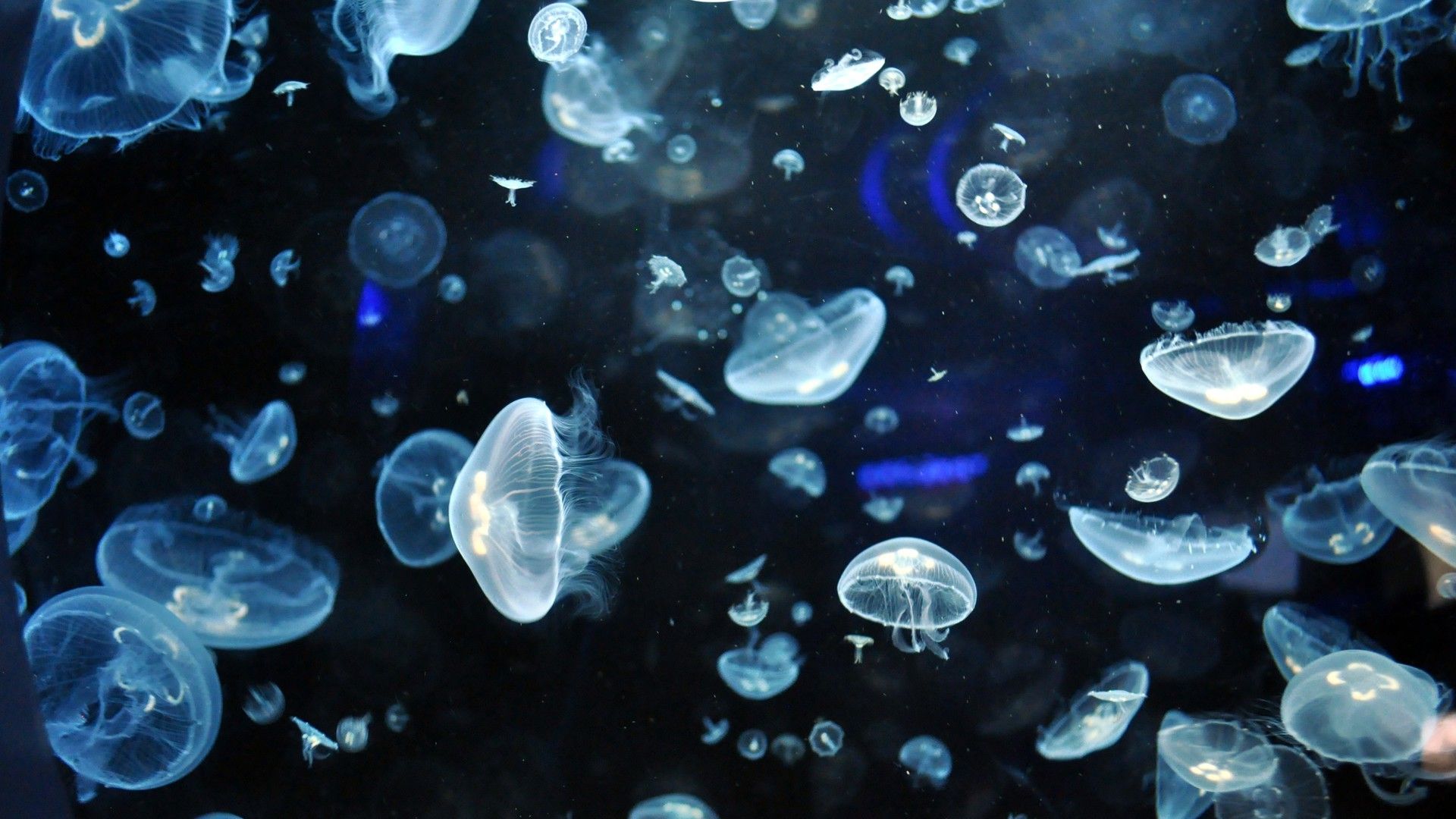 Detail Jellyfish Backgrounds Nomer 21