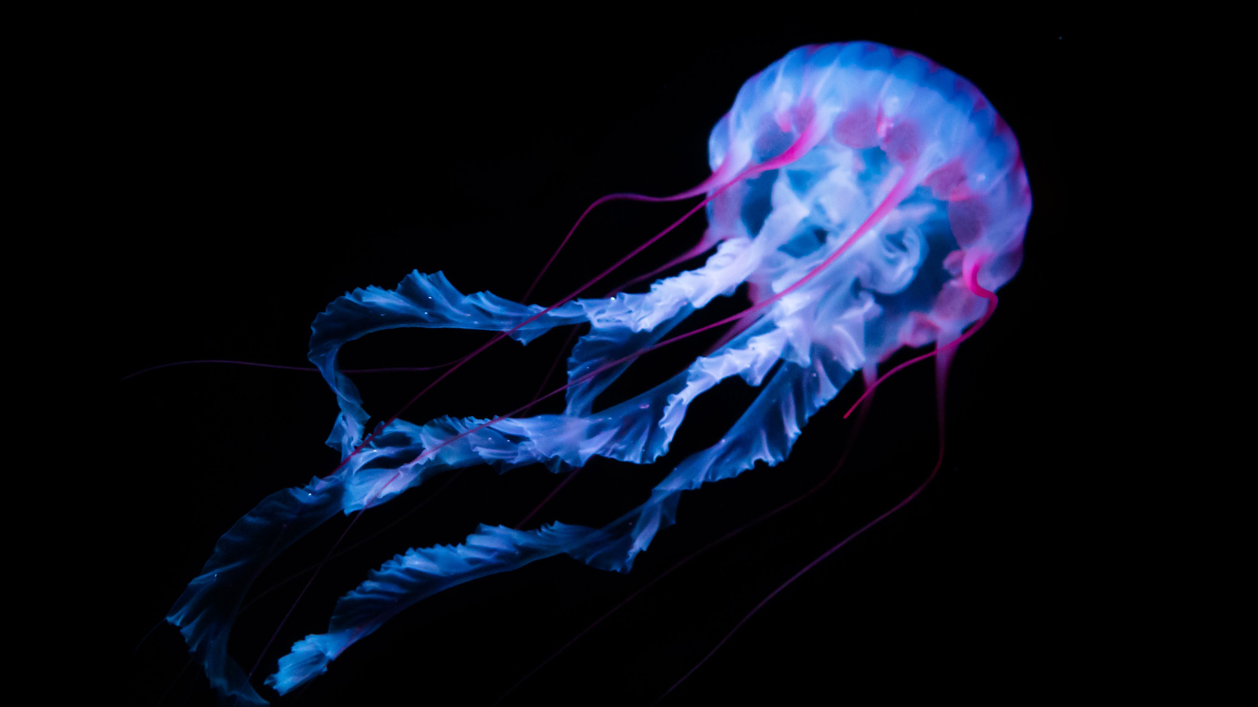 Detail Jellyfish Backgrounds Nomer 22