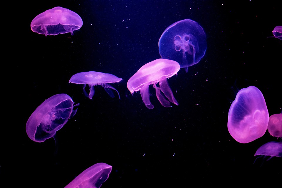 Detail Jellyfish Backgrounds Nomer 25