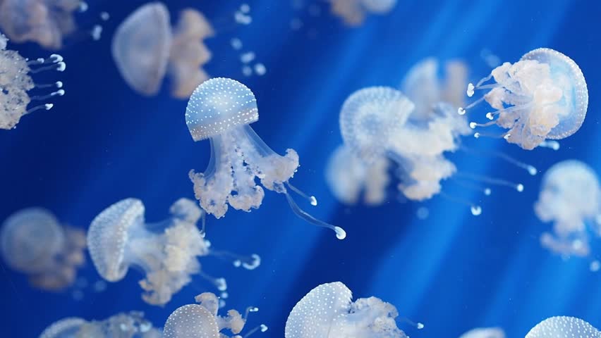Detail Jellyfish Backgrounds Nomer 28
