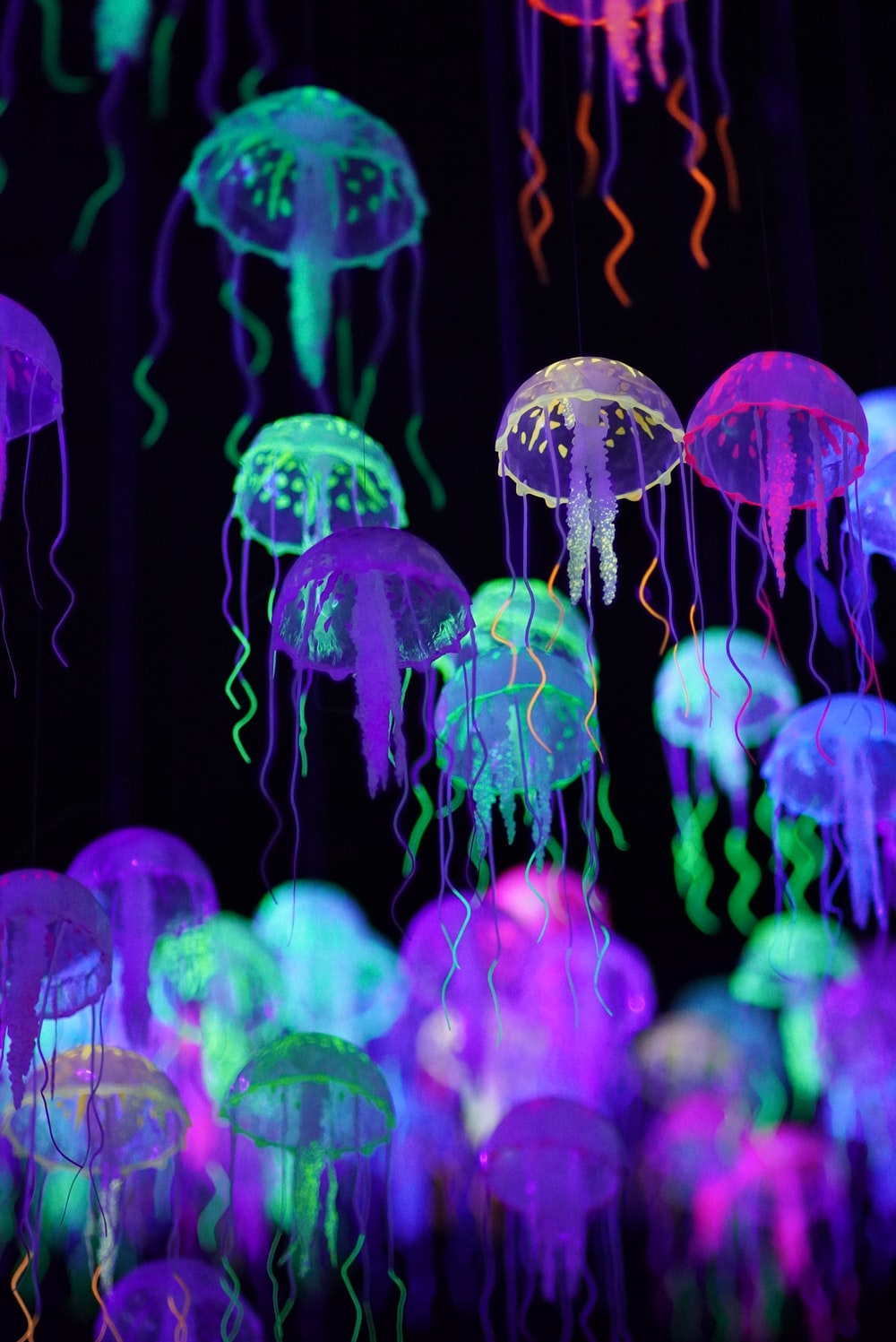 Detail Jellyfish Backgrounds Nomer 4