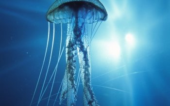 Detail Jellyfish Backgrounds Nomer 30
