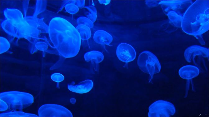 Detail Jellyfish Backgrounds Nomer 32