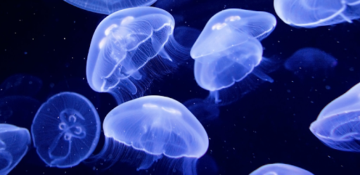 Detail Jellyfish Backgrounds Nomer 36