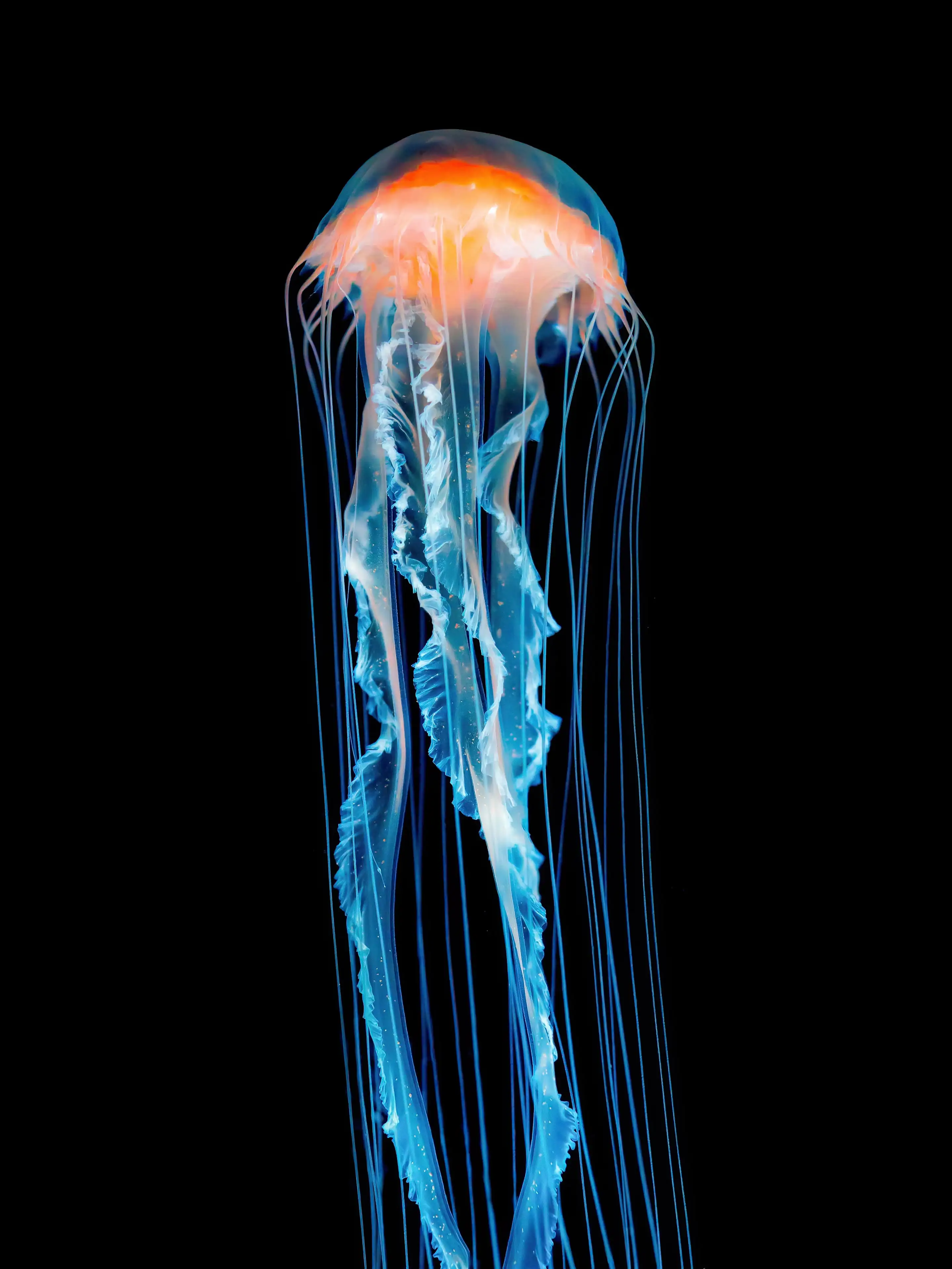 Detail Jellyfish Backgrounds Nomer 37
