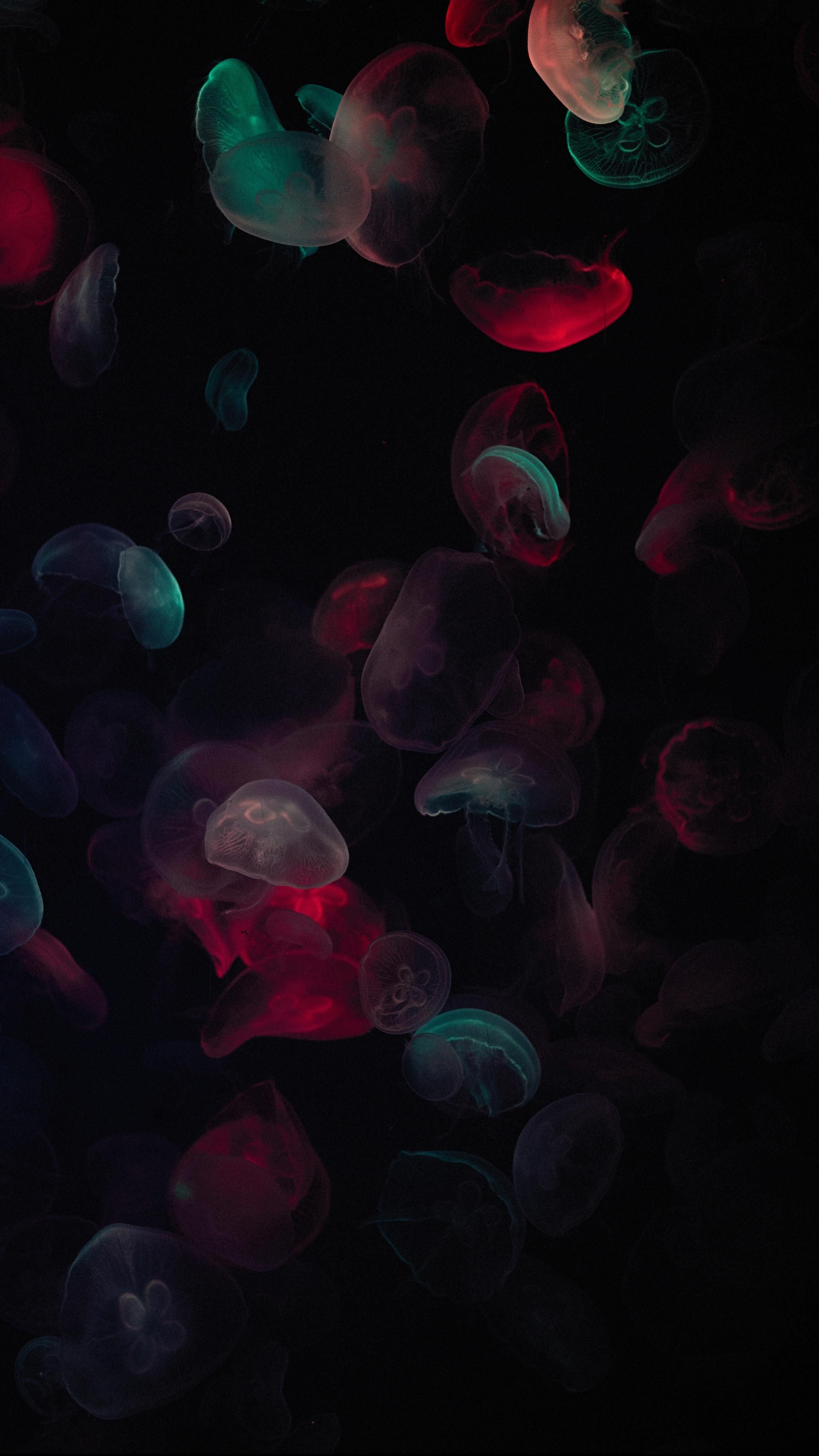 Detail Jellyfish Backgrounds Nomer 38