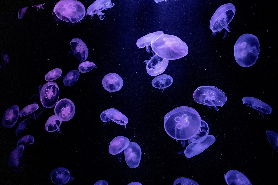Detail Jellyfish Backgrounds Nomer 5