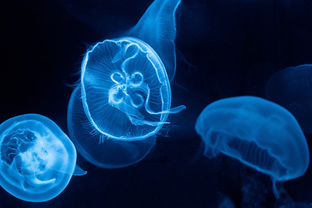 Detail Jellyfish Backgrounds Nomer 39