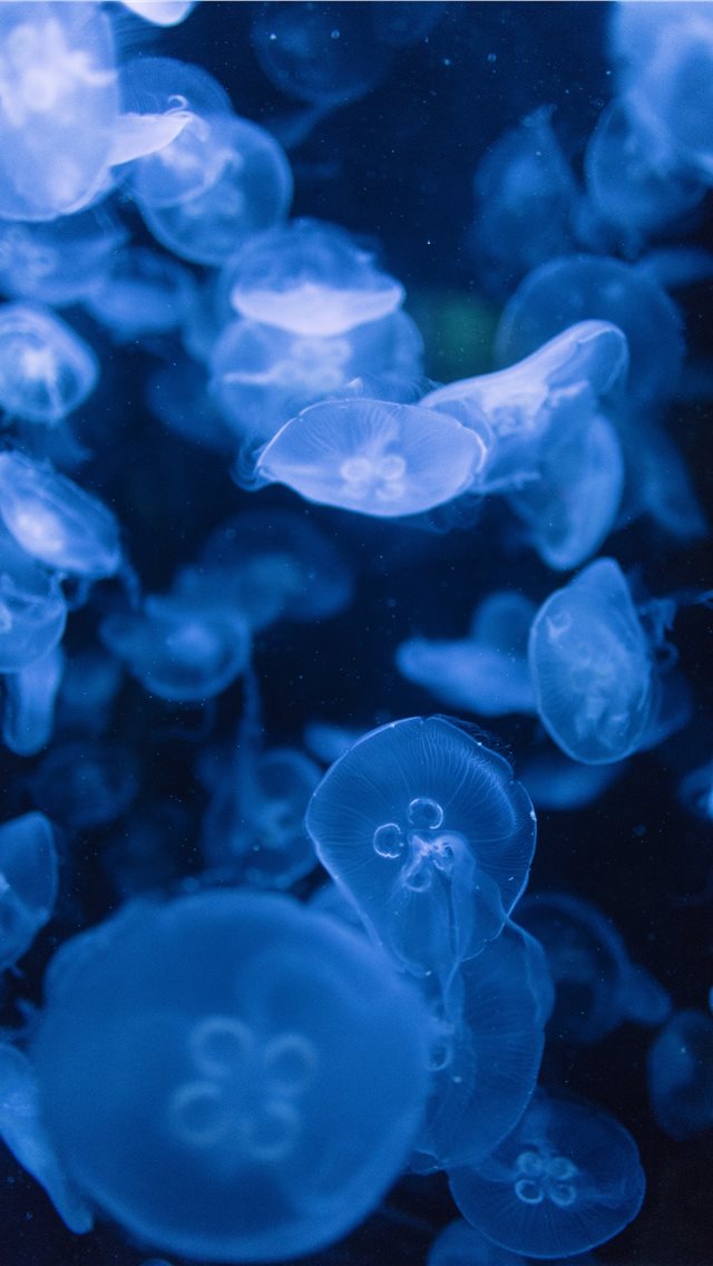 Detail Jellyfish Backgrounds Nomer 42