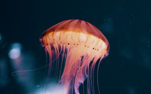 Detail Jellyfish Backgrounds Nomer 43