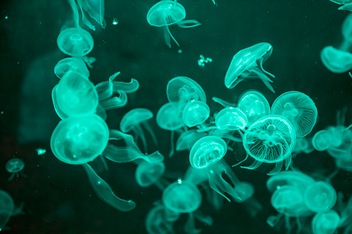 Detail Jellyfish Backgrounds Nomer 44