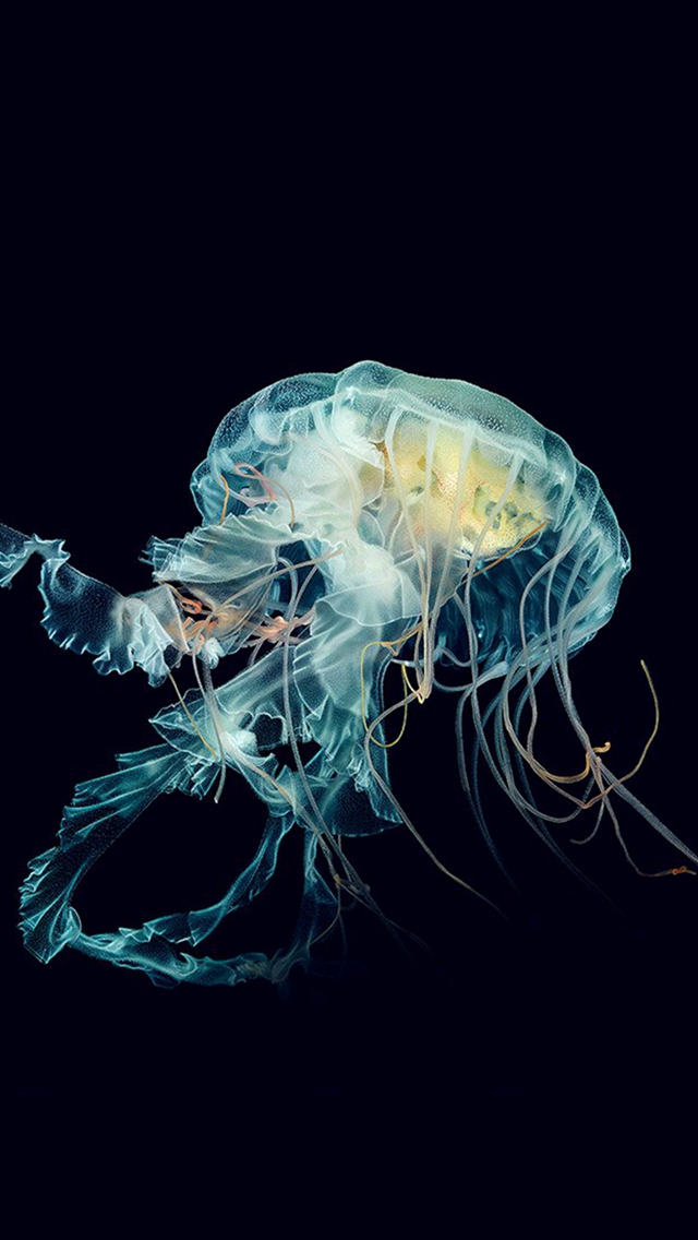 Detail Jellyfish Backgrounds Nomer 45