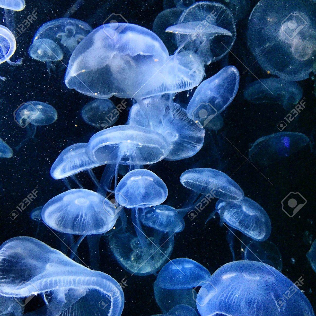 Detail Jellyfish Backgrounds Nomer 46